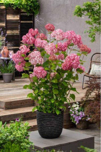 Гортензія деревовидна Кендібель Баблгам